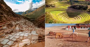 Alpacas y condores: visita guiada en las ruinas de pisac